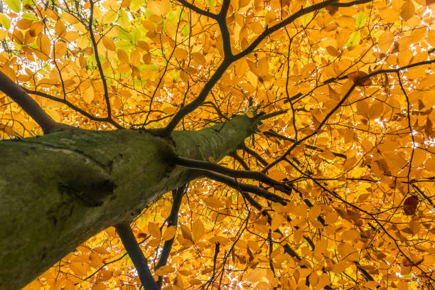 istock Golden tree during the autumn 864246198