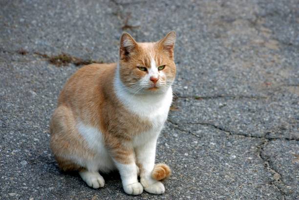 big beautiful cat sitting on the gray asphalt