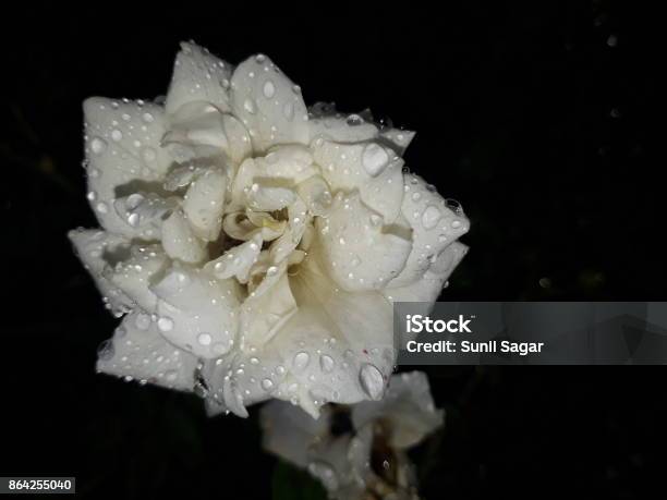 White Rose Stock Photo - Download Image Now - Beauty, Bouquet, Color Image