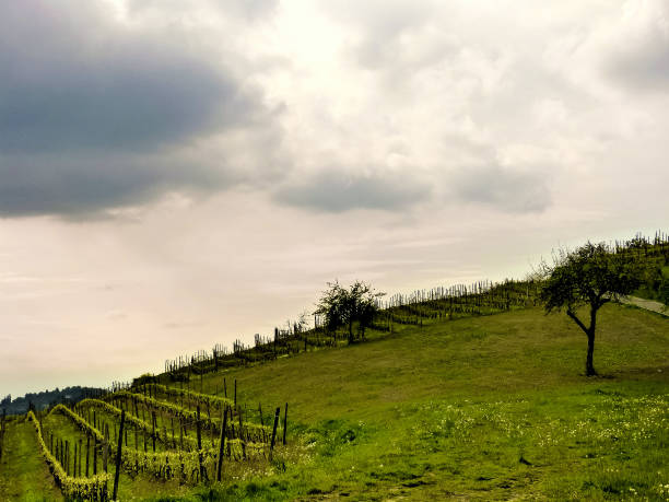 Sunset sky on terraced fields and vineyards of the Langhe Region, Alba, Cuneo province, Piedmont, Italy