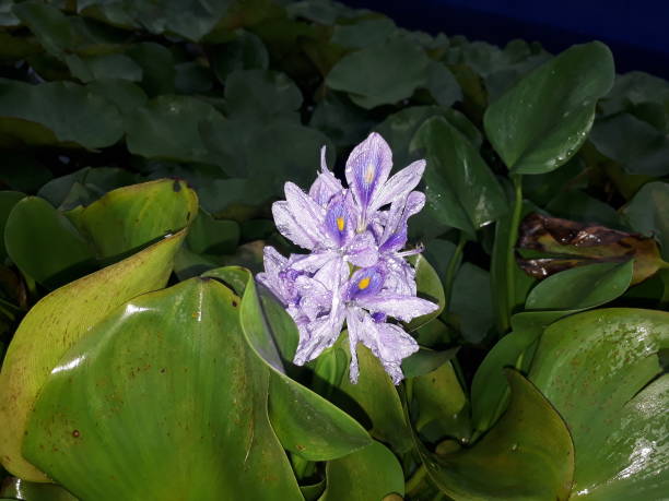 istock Purple flowers. 864263378