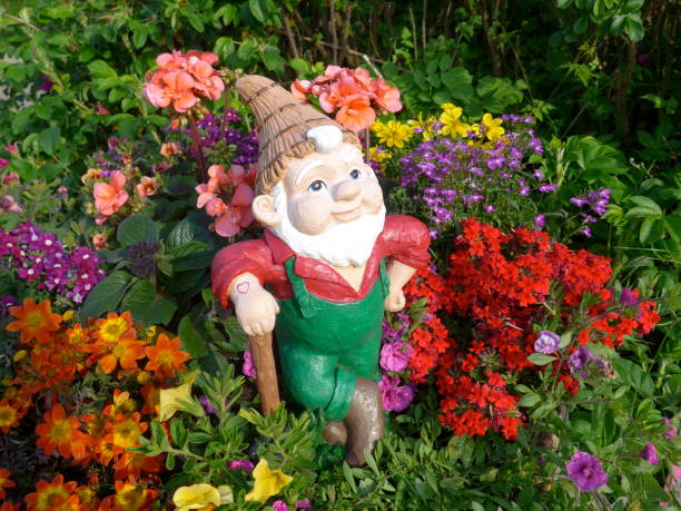 divertente giardino gnome durante il giardinaggio - pianta nana foto e immagini stock