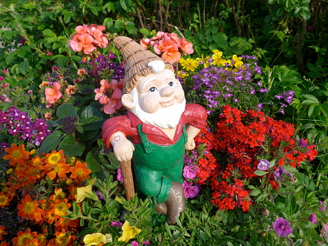 Funny Garden Gnome during gardening