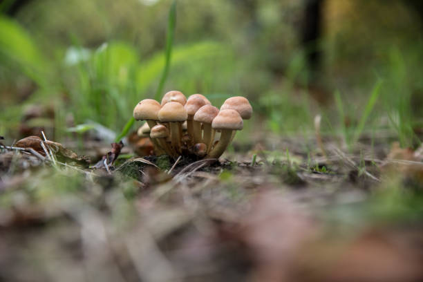 A bunch of short cream coloreded and brown mushrooms on a soil with fallen leaves and grass in Belgium.