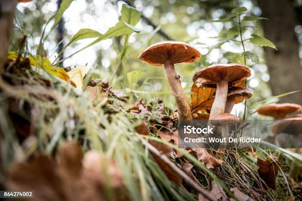 Mushrooms Seen From Underneath Stock Photo - Download Image Now - Autumn, Belgium, Brown