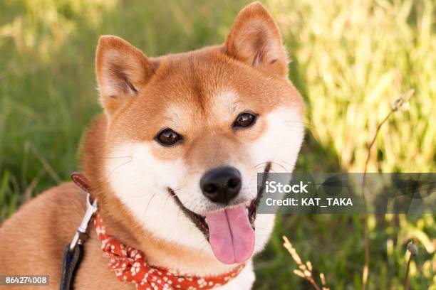 Mameshiba Inu Stock Photo - Download Image Now - Shiba Inu, Dog, Front View