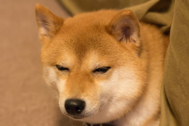 istock Mameshiba Inu 864278184