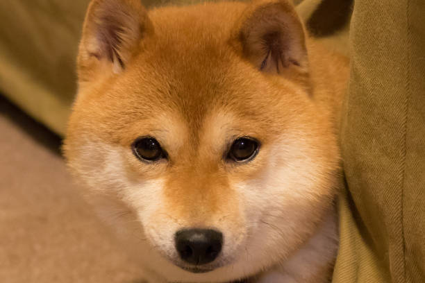 istock Mameshiba Inu 864278488
