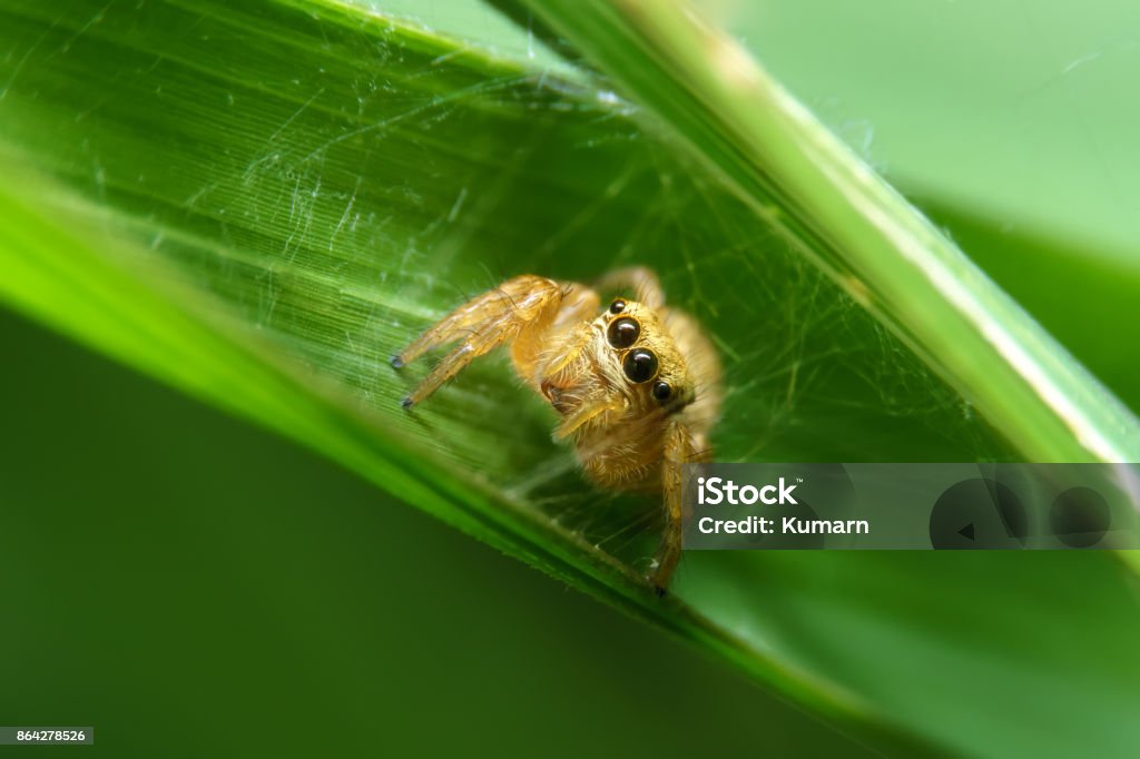 Spider in green leaf Spider in green leaf is use in background or wallpaper Animal Stock Photo
