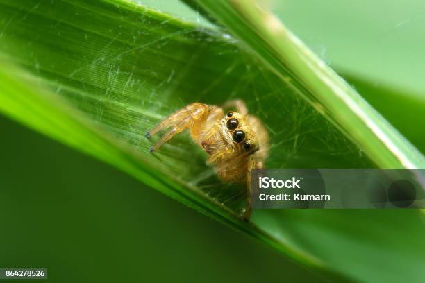 Spider In Green Leaf Stock Photo - Download Image Now - Animal, Animal Wildlife, Animals In The Wild
