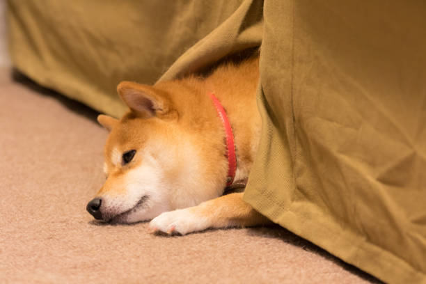 istock Mameshiba Inu 864278740