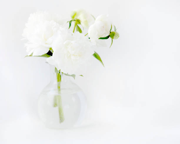 istock White peony in glass vase on white background 864278850