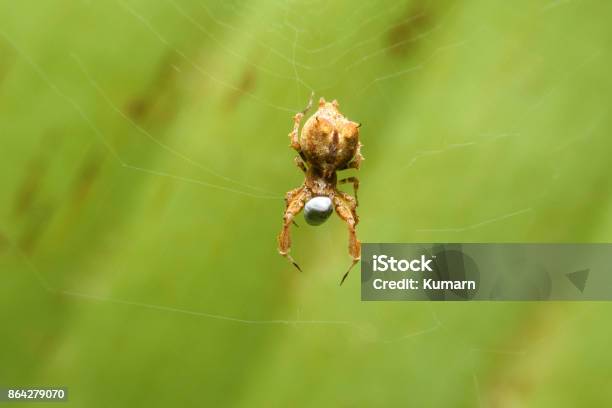 Spider On Web Eatting Stock Photo - Download Image Now - Animal, Animal Wildlife, Backgrounds