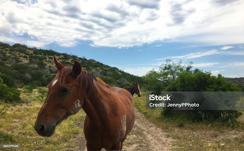 Horses horses standing in front of a mountain Agricultural Field Stock Photo