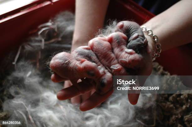 Baby Rabbits Stock Photo - Download Image Now - Animal, Animal Hair, Baby - Human Age