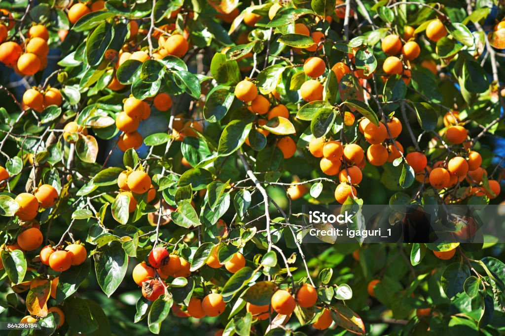 Japanese persimmon Autumn Stock Photo