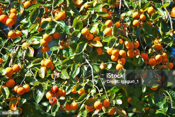 Japanese Persimmon Stock Photo - Download Image Now - Autumn, Chigasaki, Fruit