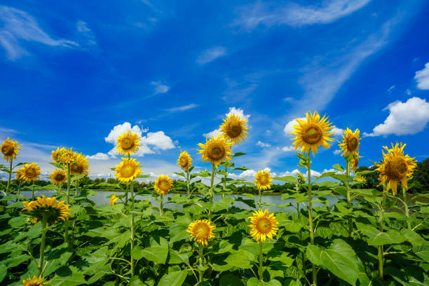 istock Field of sunflowers 864288886