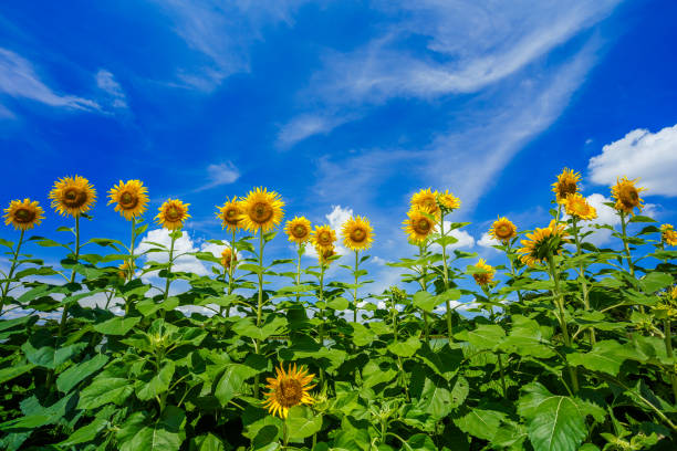 istock Field of sunflowers 864290966