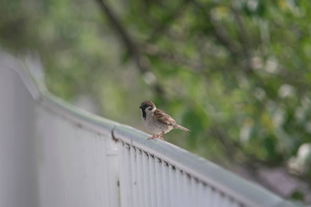 istock Sparrow on the fence 864291708