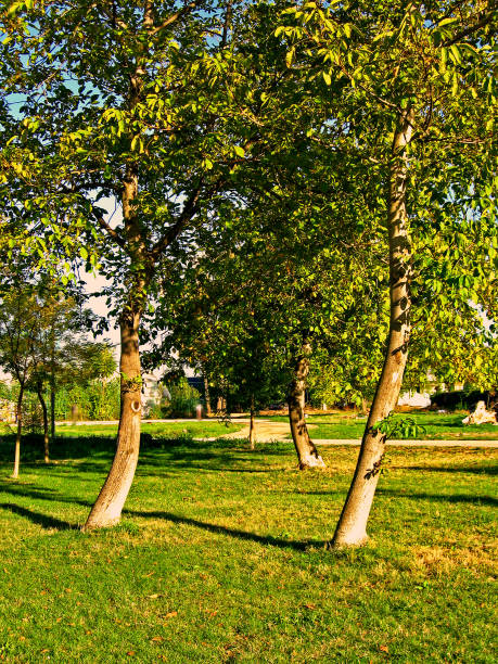 istock Autumn in the citys park 864292252