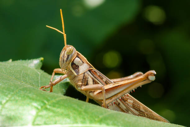 istock Grasshopper Insect Close Up Eating Green Plant Leaf 864292348