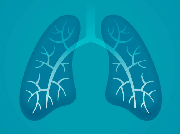 Human Lungs Human lungs showing breathing concept. lobe illustrations stock illustrations