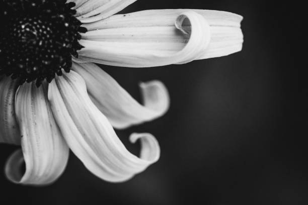 istock Black & White of curled flower petals 864303578