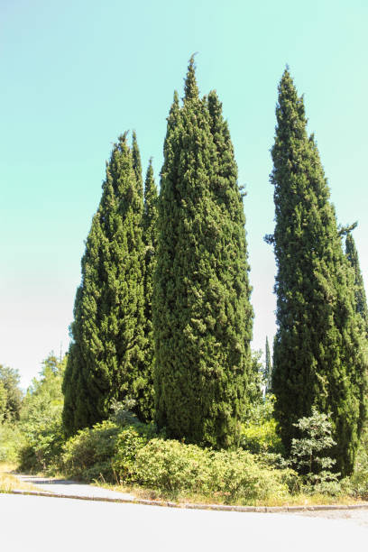 istock A group of high cypresses. 864304484