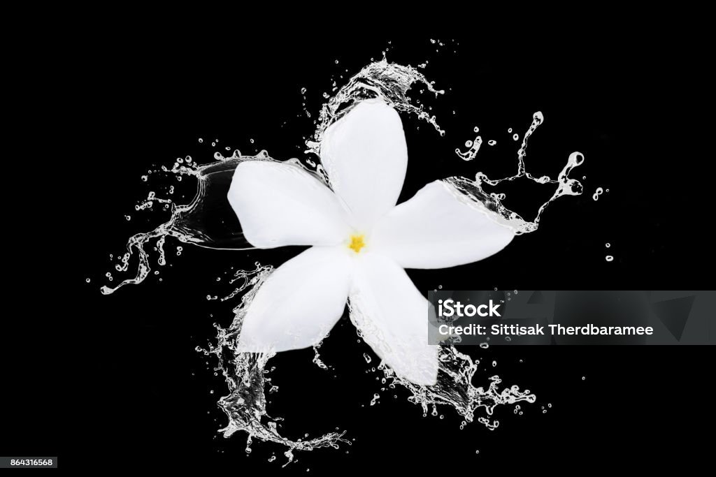 Photo libre de droit de Spin De Fleur Blanche Avec De Leau Devant Le Fond  Noir banque d'images et plus d'images libres de droit de Arbre en fleurs -  iStock