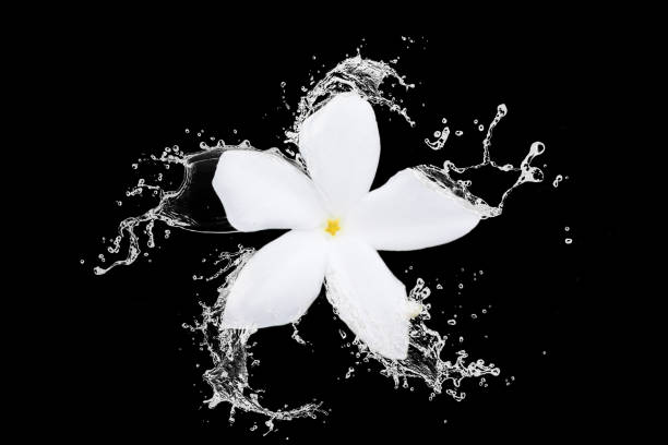 istock White flower spin with water in front of the black background. 864316568