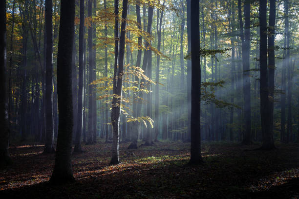 istock Autumn landscape of a beautiful forest 864316806