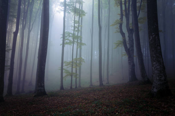 istock Autumn landscape of a beautiful forest 864319436