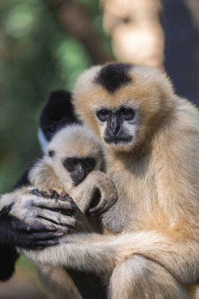 istock Southeast Asia Gibbon 864319592