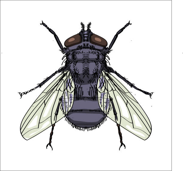 außenillustration haus fliegen - vektor-illustration - fly housefly ugliness unhygienic stock-grafiken, -clipart, -cartoons und -symbole