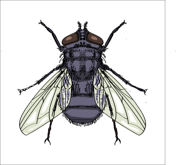 illustrations, cliparts, dessins animés et icônes de illustration de house fly - illustration vectorielle - fly housefly ugliness unhygienic