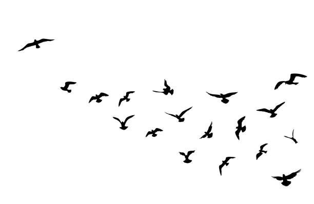 illustrazioni stock, clip art, cartoni animati e icone di tendenza di stormo di uccelli che vola su sfondo cielo blu. fauna animale. - sfondo bianco illustrazioni