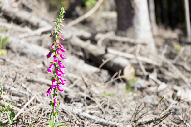 new magenta purple forest flower blossoming after long drought dry wood tree bark shallow depth of field high contrast color