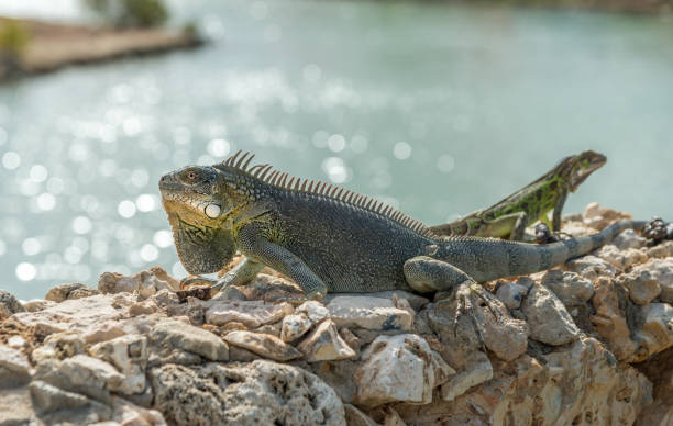 istock two Caribbean iguana up close in Bonaire 864324204