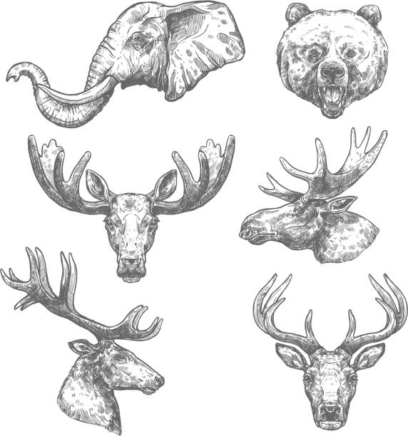 アフリカと森の哺乳類の動物のスケッチ セット - moose head点のイラスト素材／クリップアート素材／マンガ素材／アイコン素材