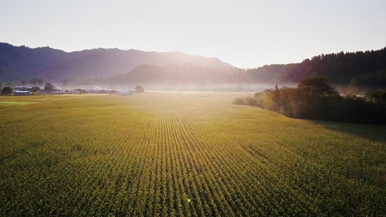 Aerial View of Field of Wheat in Oregon at Sunrise