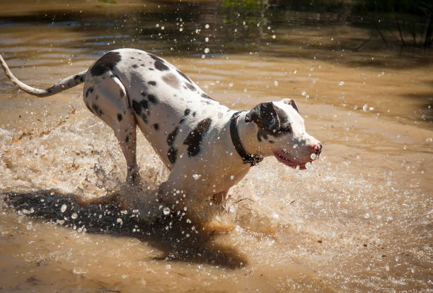 istock Swimming Dogs having a ball. 864334100