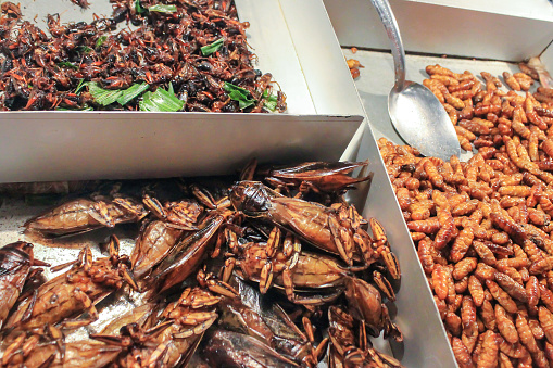 Eating fried insects in Bangkok