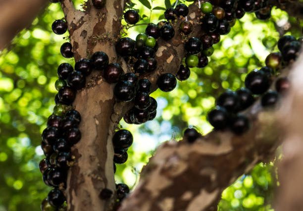 istock Jaboticaba or Jabuticaba fruit, Brazilian exotic fruit 864338054