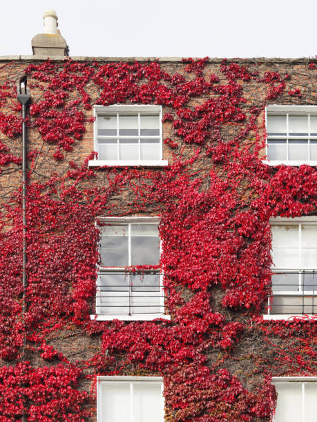 istock Georgian Windows & Virginia Creeper - Dublin, Ireland 864341818