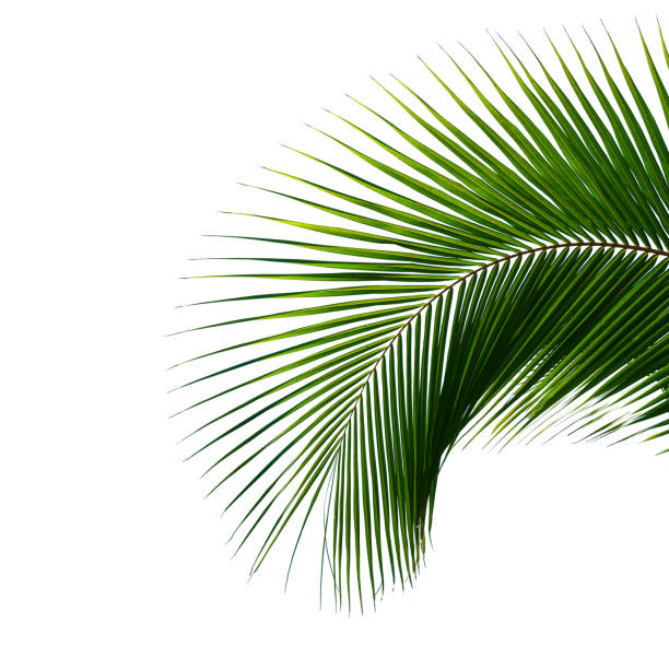 istock tropical coconut palm leaf isolated on white 864346894
