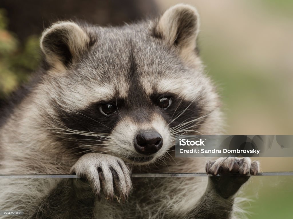 A sweet little racoon Raccoon Stock Photo