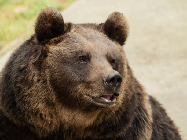 Head of a brown bear stock photo