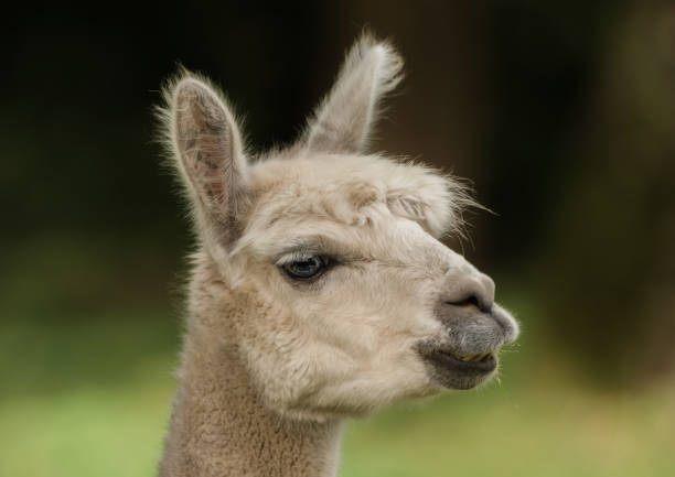 istock Head of a llama 864352130
