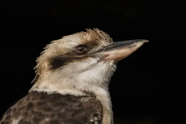 Head of a kookaburra